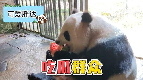 吃瓜熊猫动画视频下载免费,免费下载，欢乐无限  第2张