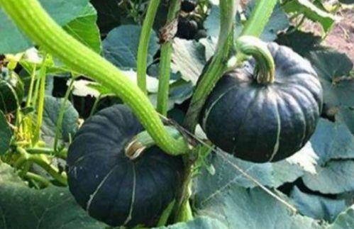 网红汤颖吃瓜是真的吗,真相还是炒作? 第2张 网红汤颖吃瓜是真的吗,真相还是炒作? 第2张