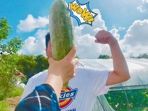 网红今日吃瓜,揭秘娱乐圈最新热点事件 第1张 网红今日吃瓜,揭秘娱乐圈最新热点事件 第1张